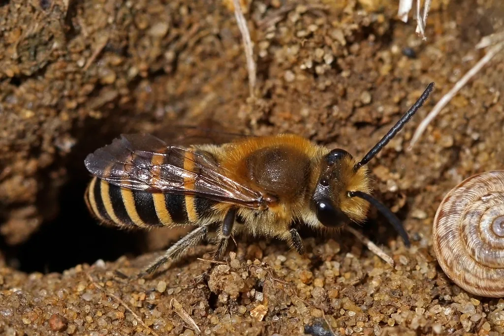 Männchen der Efeu-Seidenbiene (Colletes hederae) vor einem Nesteingang
