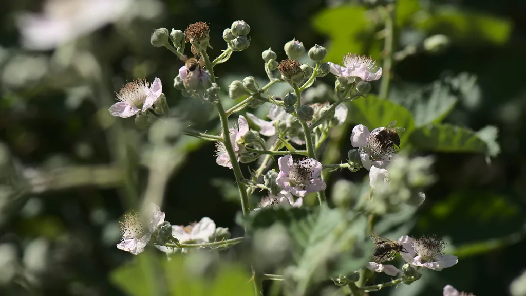 Honigbienen an Brombeerblüten