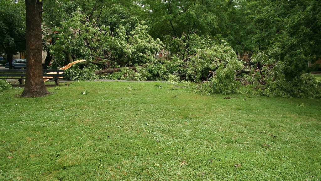 Vom Sturm umgestürzte Bäume in einem Park