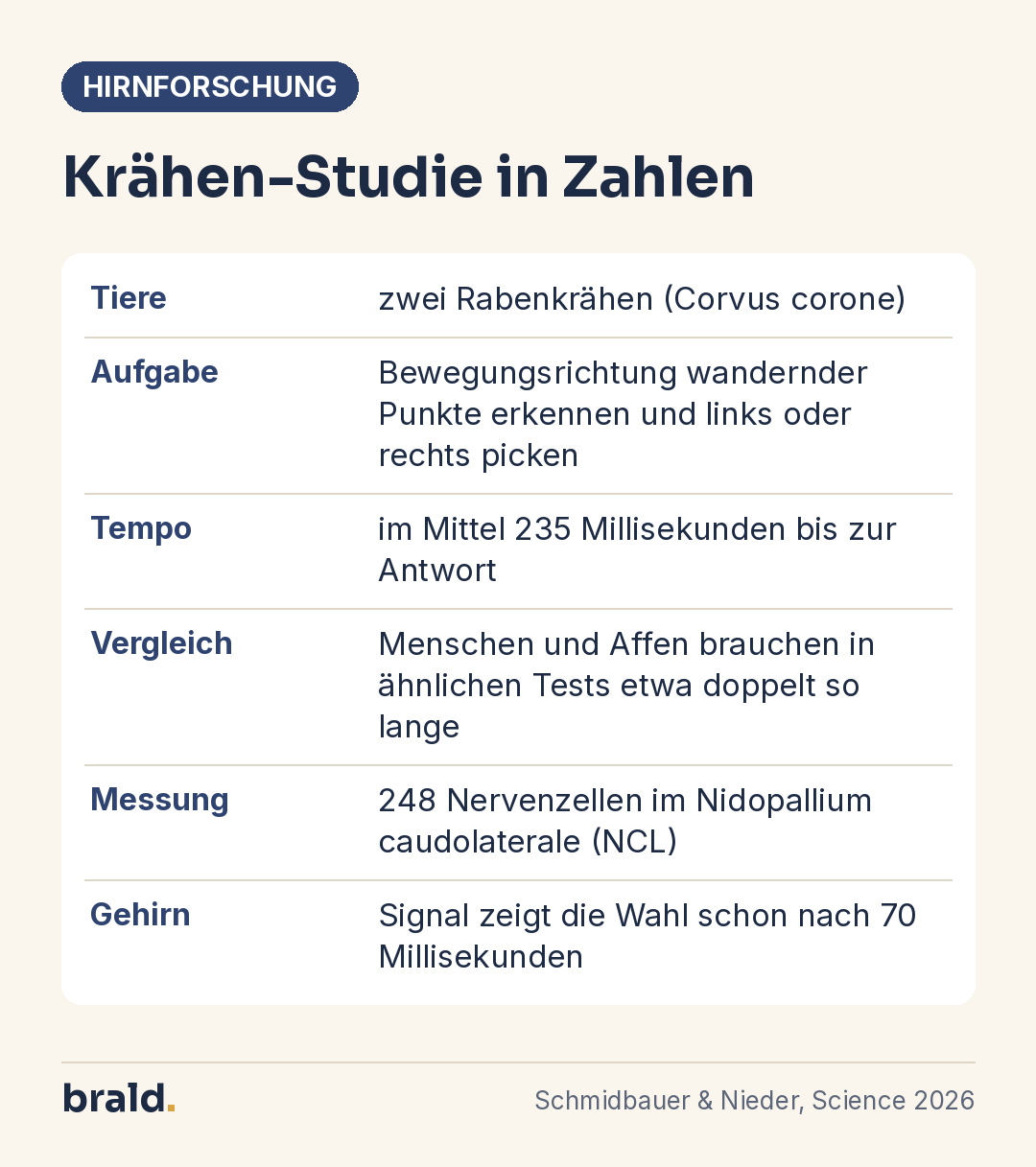 Infografik: Kennzahlen der Tübinger Studie zur Entscheidungsgeschwindigkeit von Rabenkrähen
