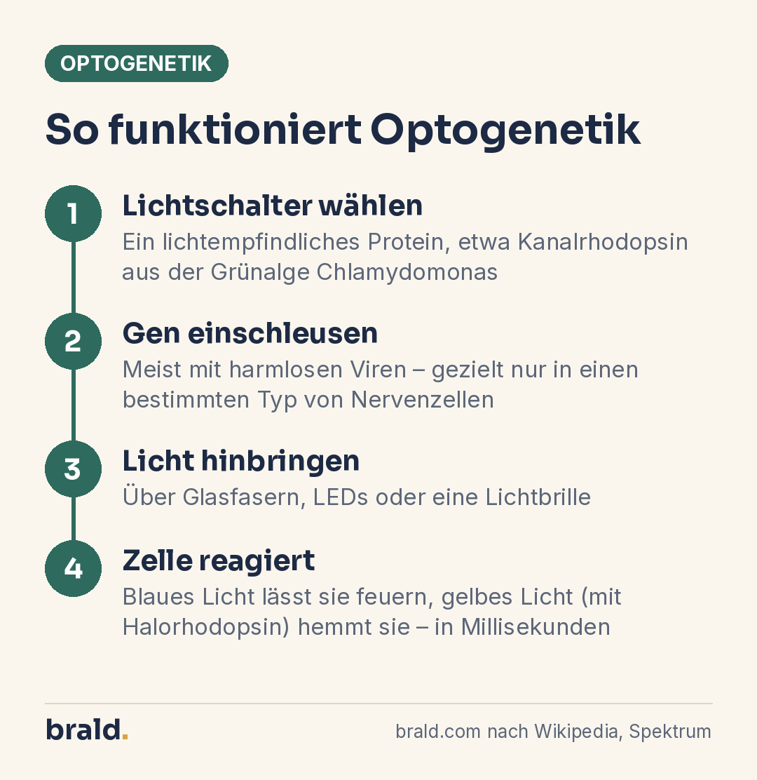 Infografik: Optogenetik in vier Schritten – vom Lichtschalter-Protein bis zur Reaktion der Nervenzelle