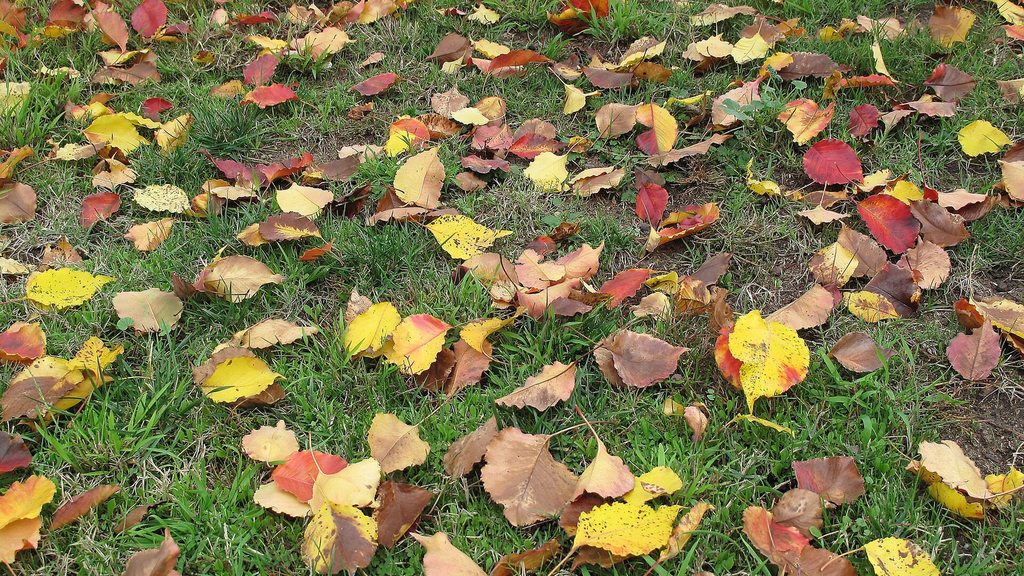 Herbstlaub auf einer Rasenfläche