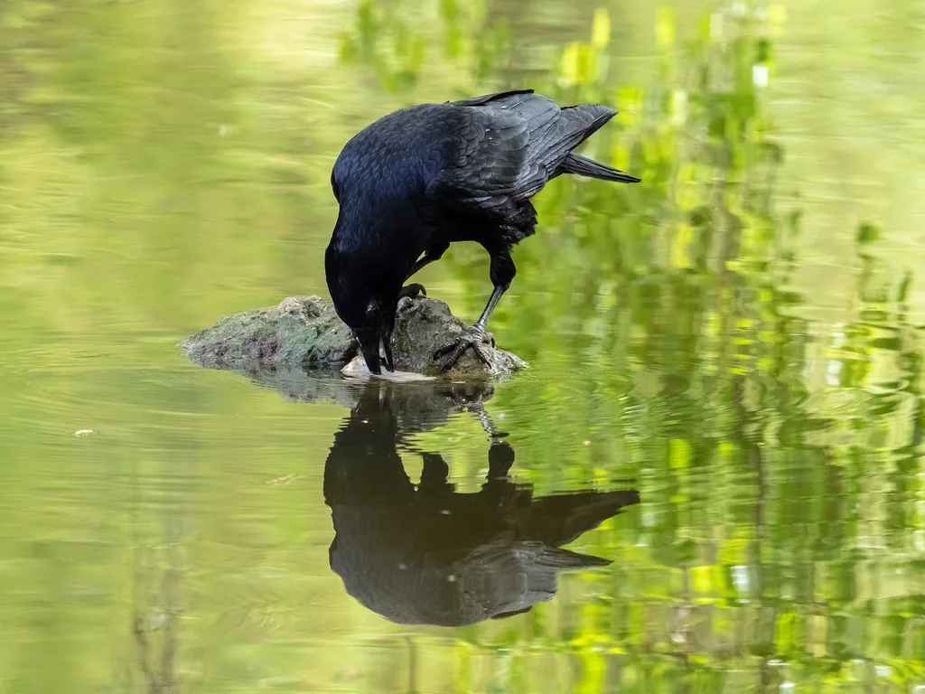 Rabenkrähe auf einem Stein im Wasser, die mit dem Schnabel nach Futter greift